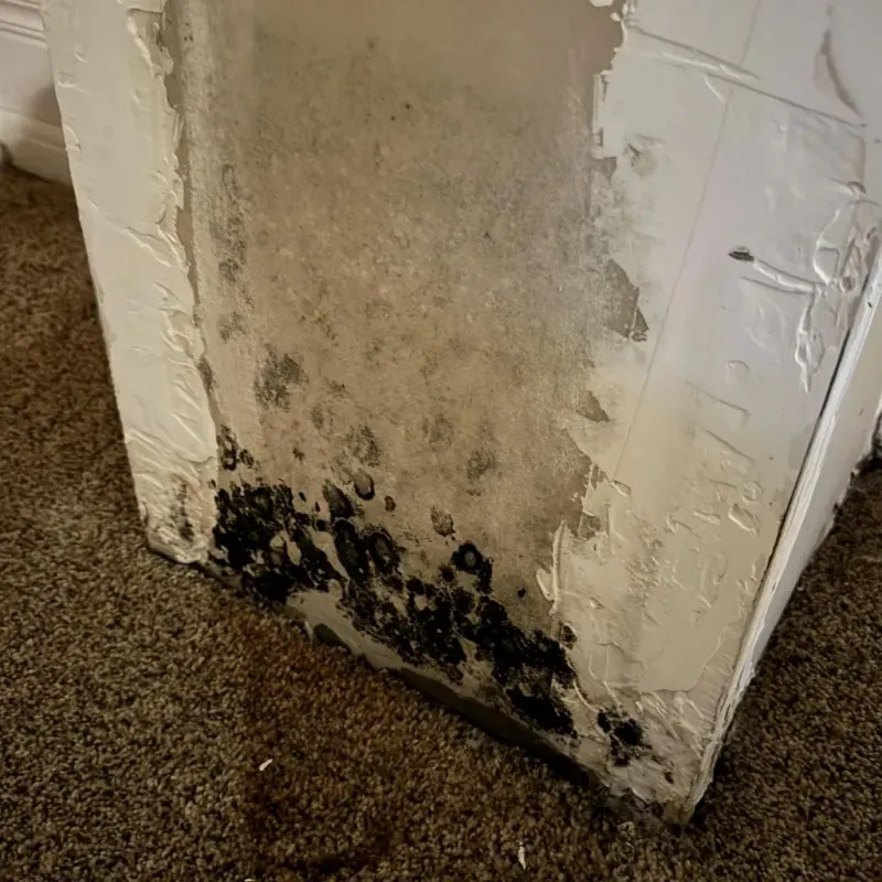 Professional Mold Removal in Clarksdale, MS